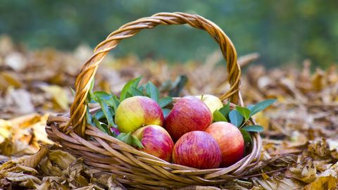 Осень - время яблочек: пять вкусных идей, которые порадуют витаминами