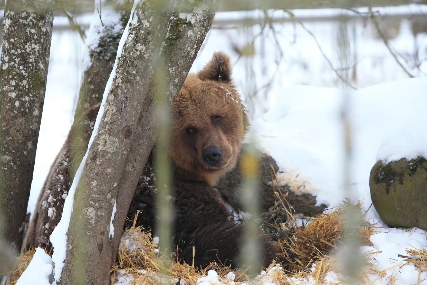 Kuigi looduses teeb karu praegu uinakut, on Elistvere loomapargis võimalik pruunkaru näha ka talvel. Loodusmuuseumi loomapäeval saab aga ronida karukoopassse.