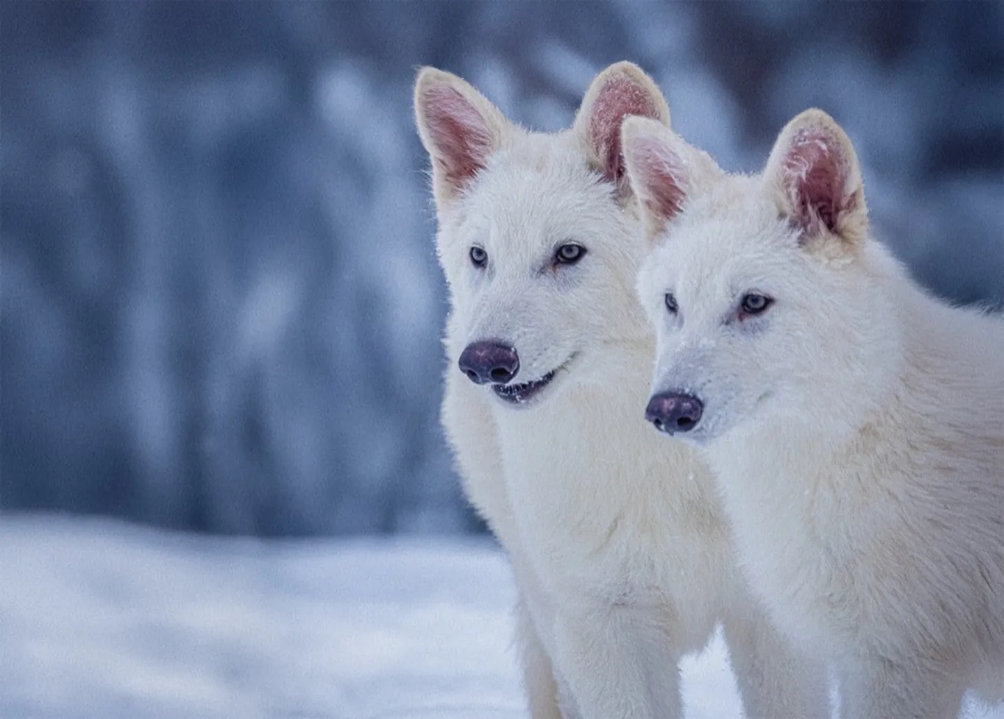 Esimesed taasloodud ürghundid Romulus ja Remus elavad kaitsealal Ameerika Ühendriikides. Viimati jalutas ürghunt (Aenocyon dirus) Maa pinnal 12 500 aastat tagasi.