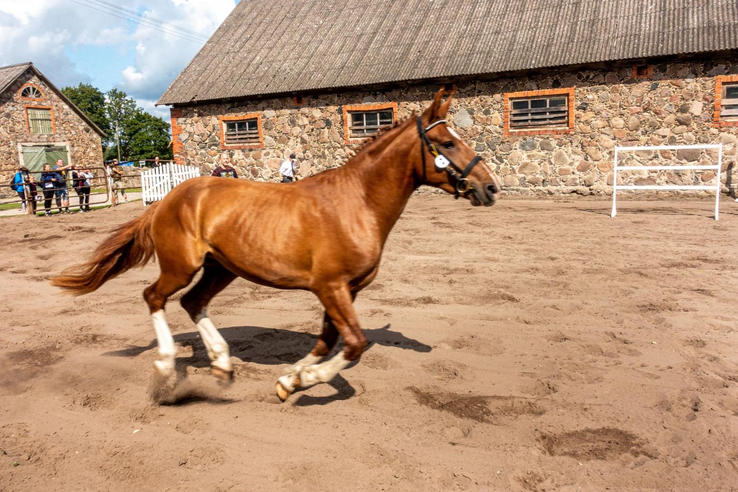 Hobuste vabaliikumiskatsel tuli loomal orienteeruda ja ületada tõkkeid talutaja või ratsaniku abita.