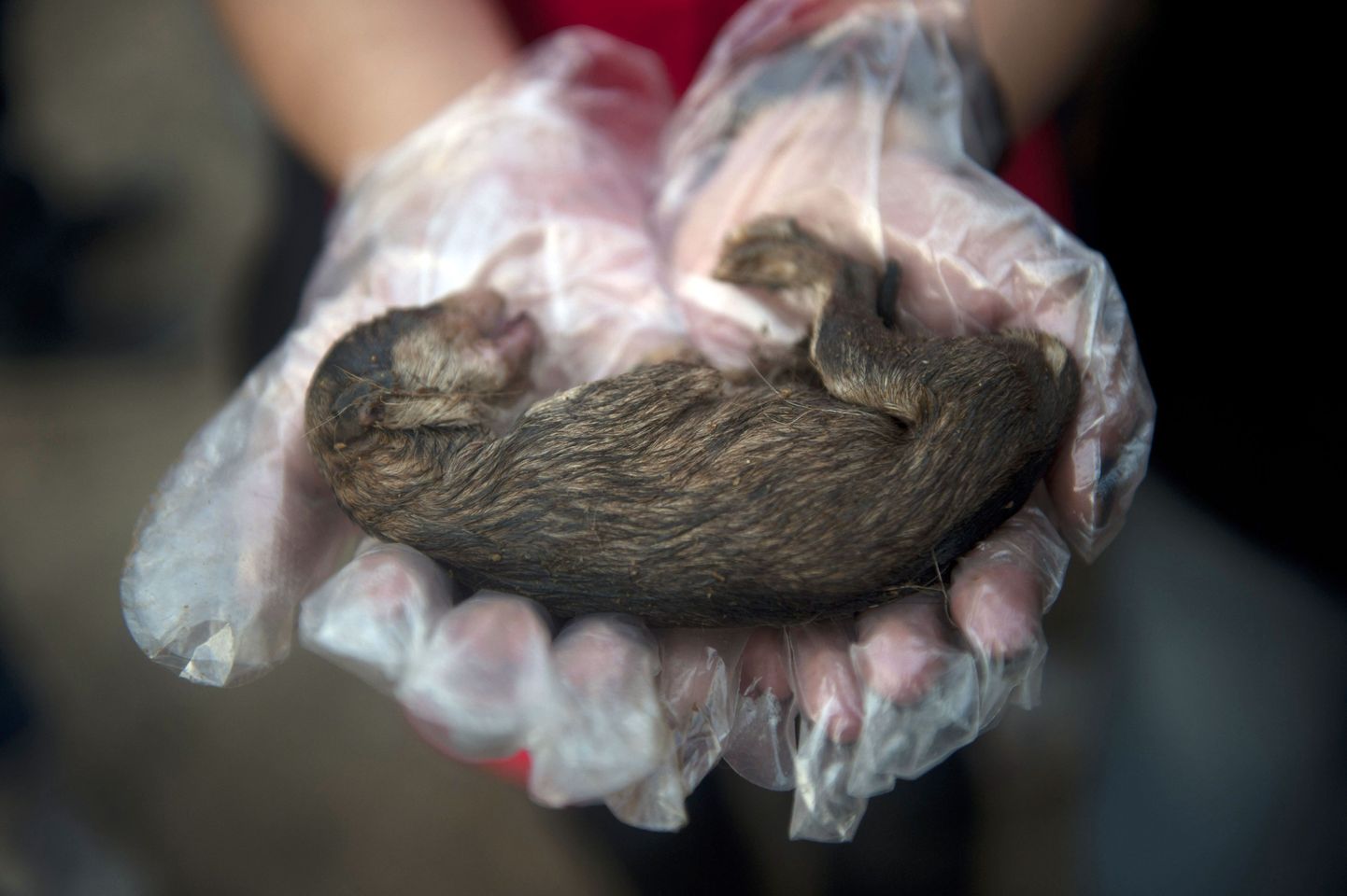 Hiina loomakaitsja näitamas päästetud kutsikat