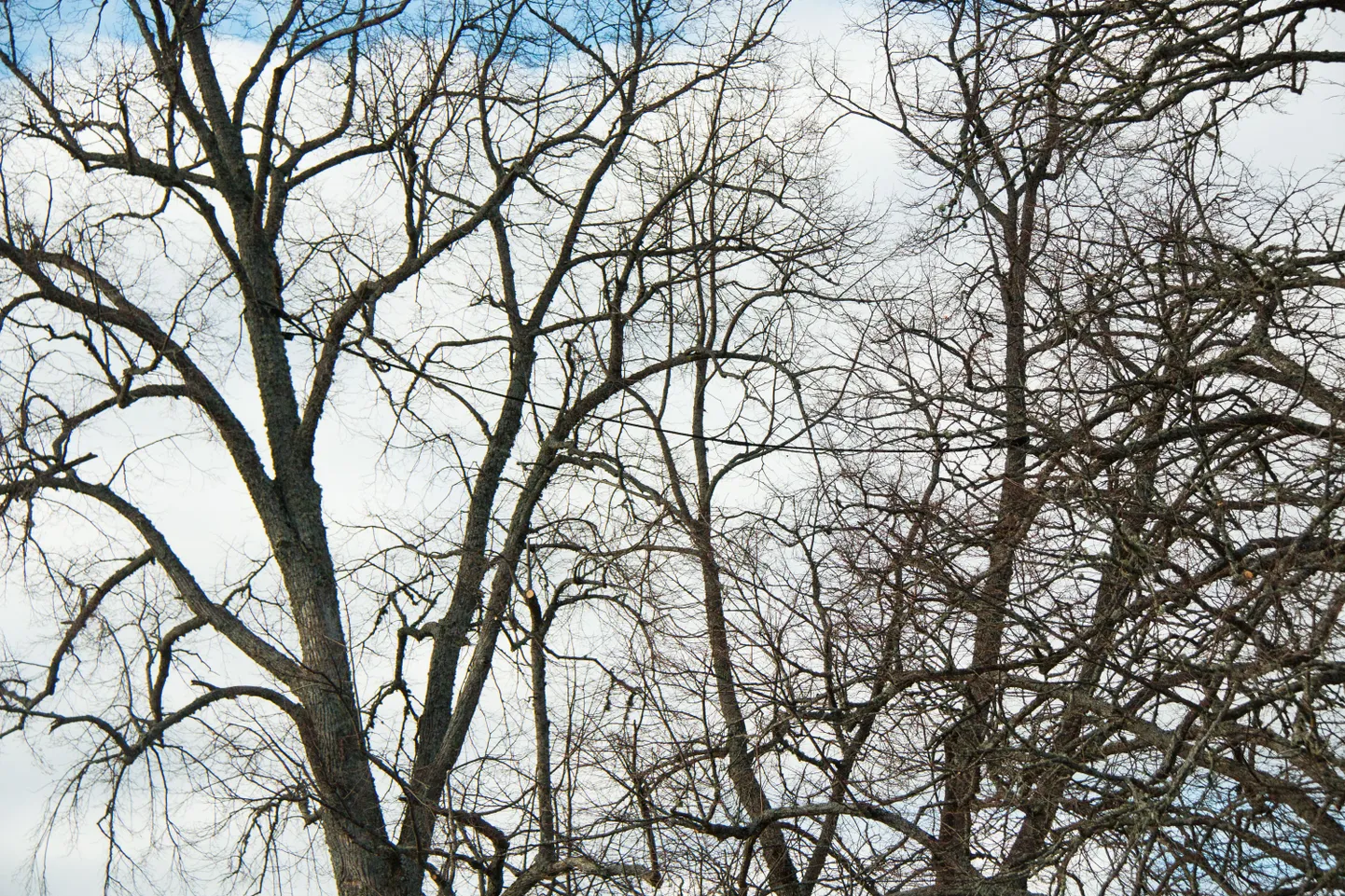 Selliste puude pügamisel tuleks kindlasti õppinud arborist appi kutsuda.
