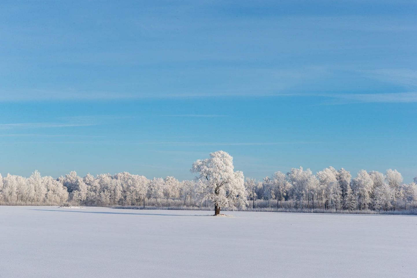 Talvel aeglustuvad kõik puudes toimuvad protsessid ning pealtnäha neis elutegevust justkui ei olegi. Tegelikult on puud iselaadi talveunes.