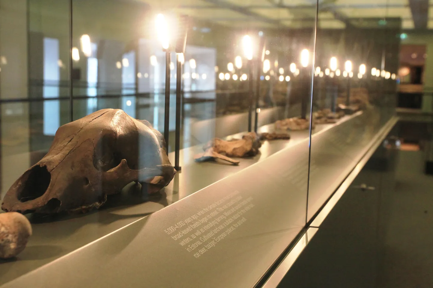 Tartu Ülikooli loodusmuuseum