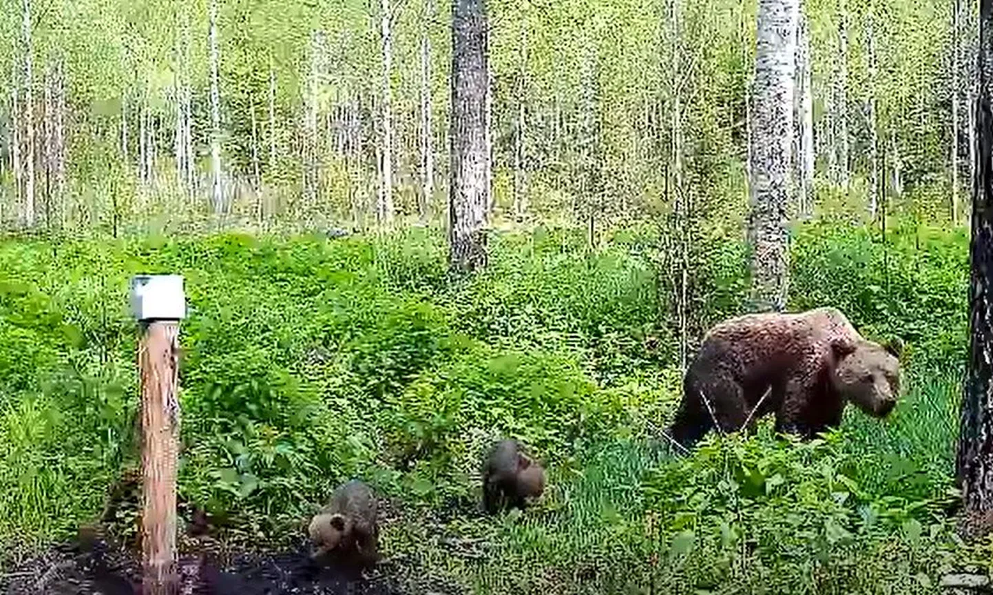 Kolmeliikmeline karupere jäi rajakaamerasse Tammistu kandis.