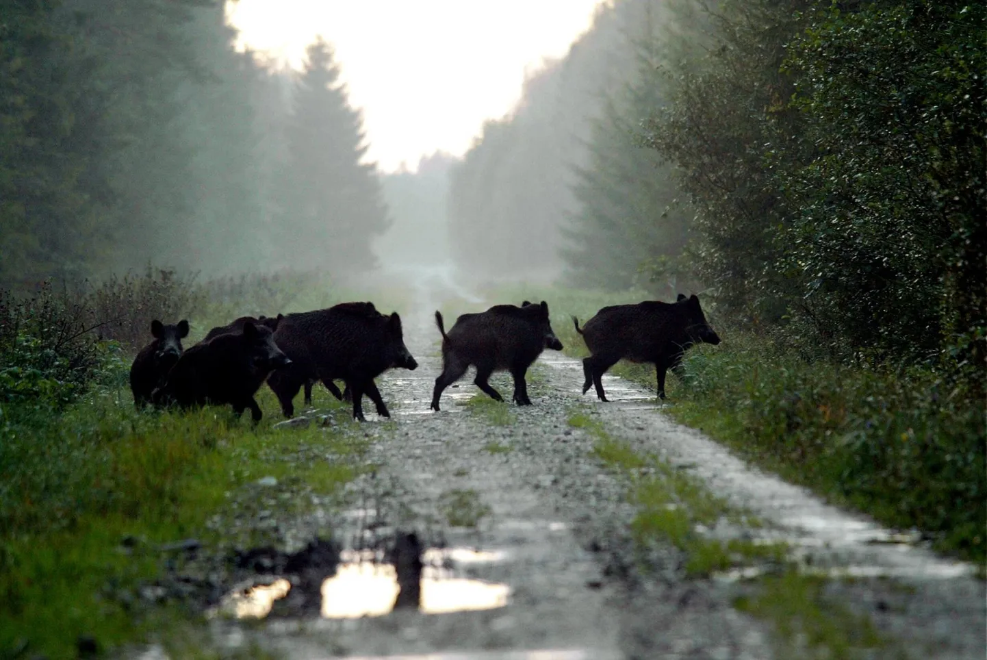 Eesmärk on tagada küttimisperioodi lõppedes arvukus kuni 1 metssiga 1000 ha kohta.