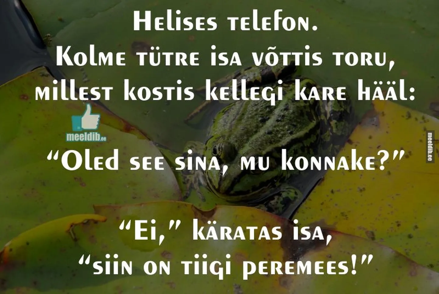 Artikli foto