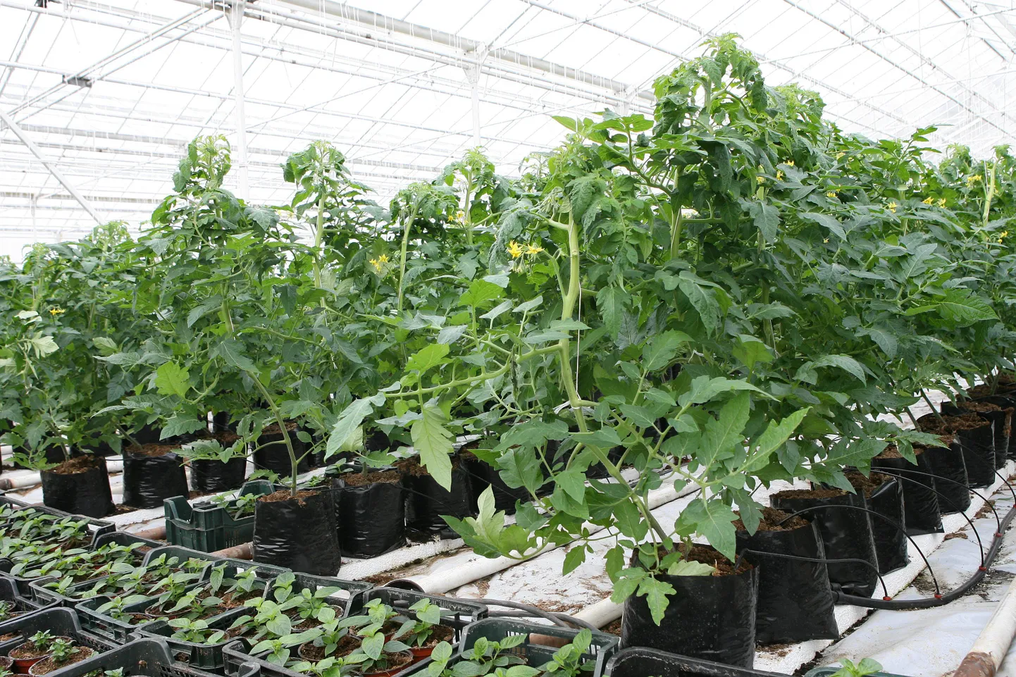 Tomatitaim.