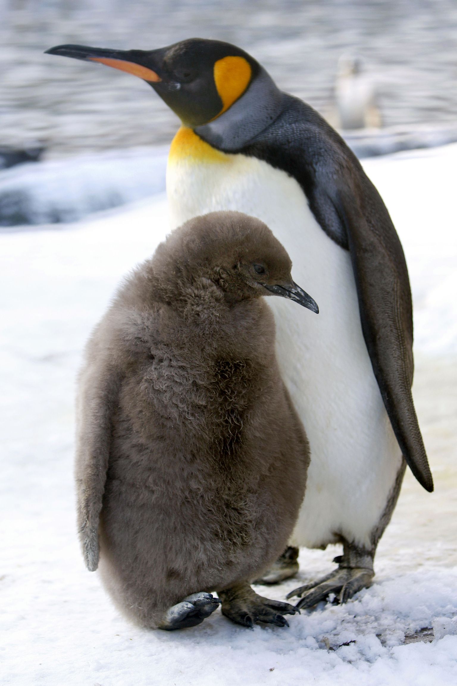 Kuningpingviin koos pojaga