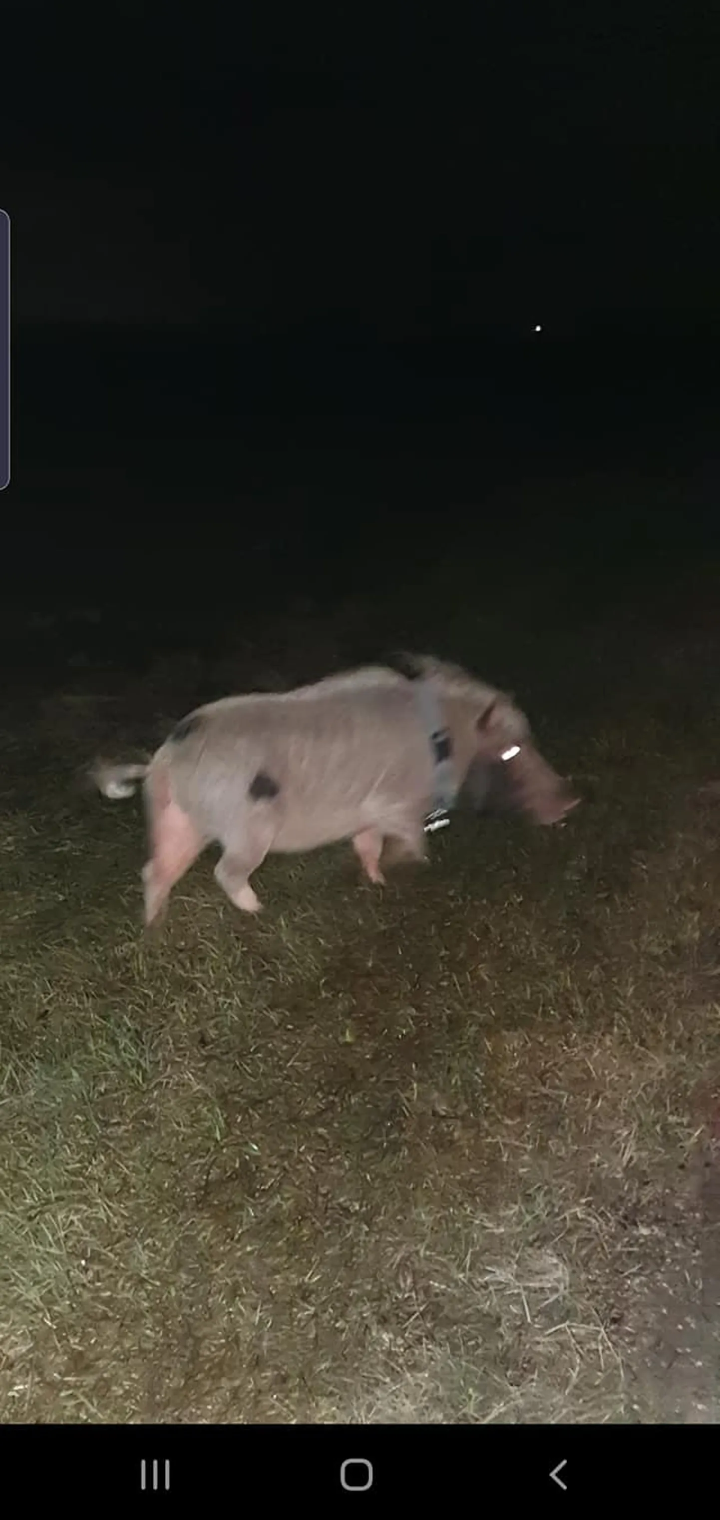Siga end kinni hoida ei lasknud