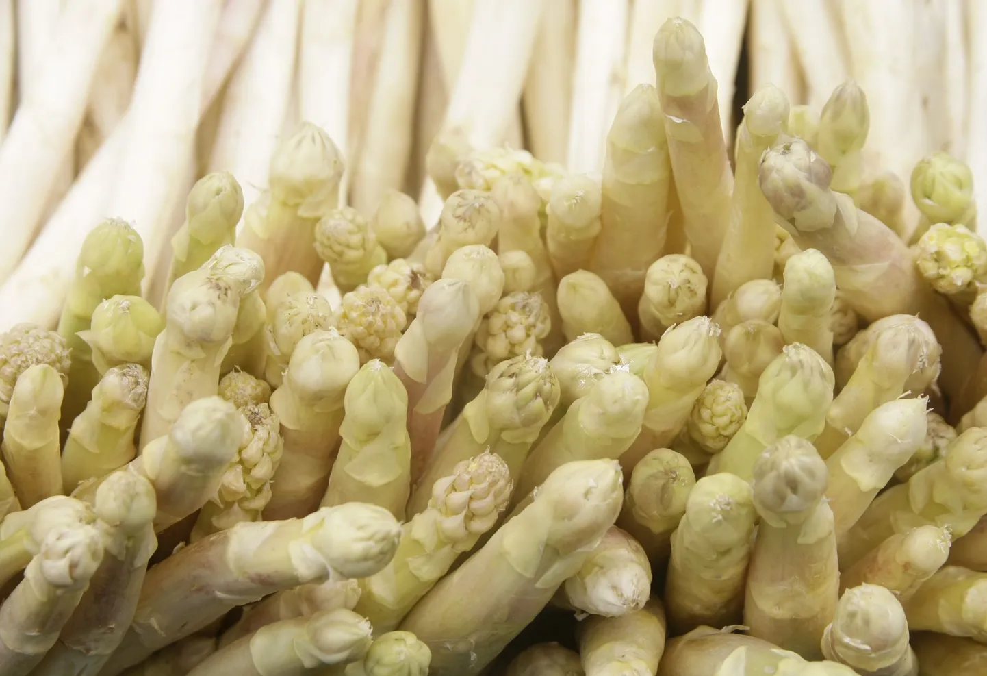 Valge spargel