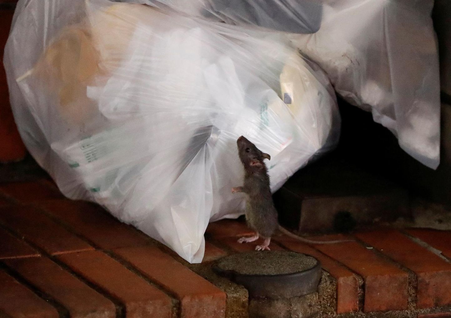 Rott püüab pääseda prügikoti sisuni Tokyo ööelu südames Kabukichō piirkonnas. 