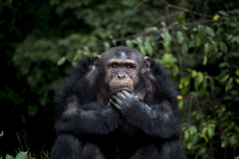 Šimpans. Foto: Scanpix