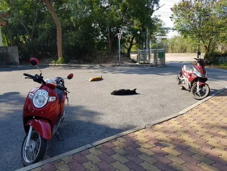 Фото статьи