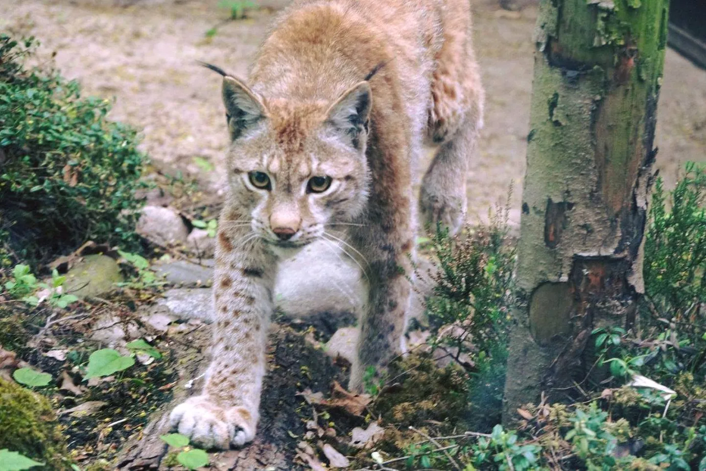 Ilves Dikusha. Sündinud Põhja-Eestis Aegviidu kandis, kust ta nälginud kutsikana 2013. aastal loomaaeda toodi.