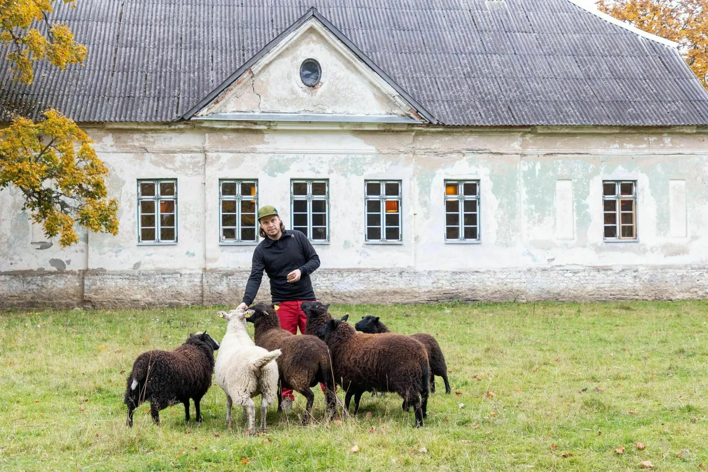 Põhjaka kokk Ott Tomik mõisa lammastega 2021. aastal. Restoran kasvatas suure osa külastajatele pakutavast toidust ise kohapeal.