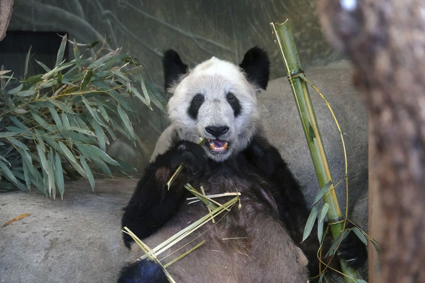 Memphise loomaaia hiidpanda Ya Ya peaks naasma kuu lõpus Hiinasse, kus tema nahahaiguse tõttu räsitud välimus on toonud kaasa süüdistused, et USA loomaaed kohtleb looma halvasti.