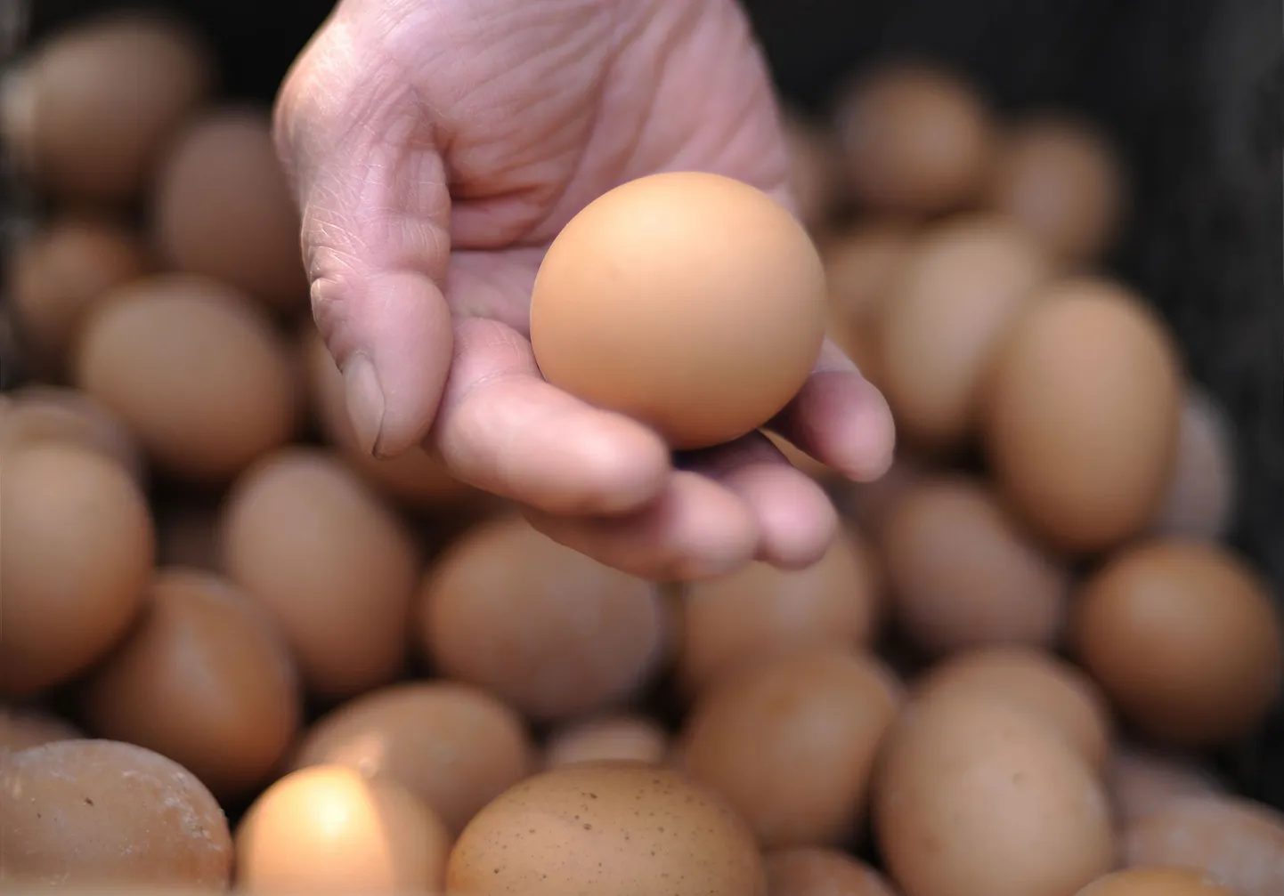 Salmonelloosi haigestutakse sageli kanamunade söömise järel.