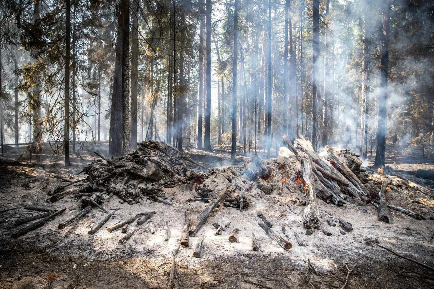 Metsapõleng. Foto on illustreeriv.