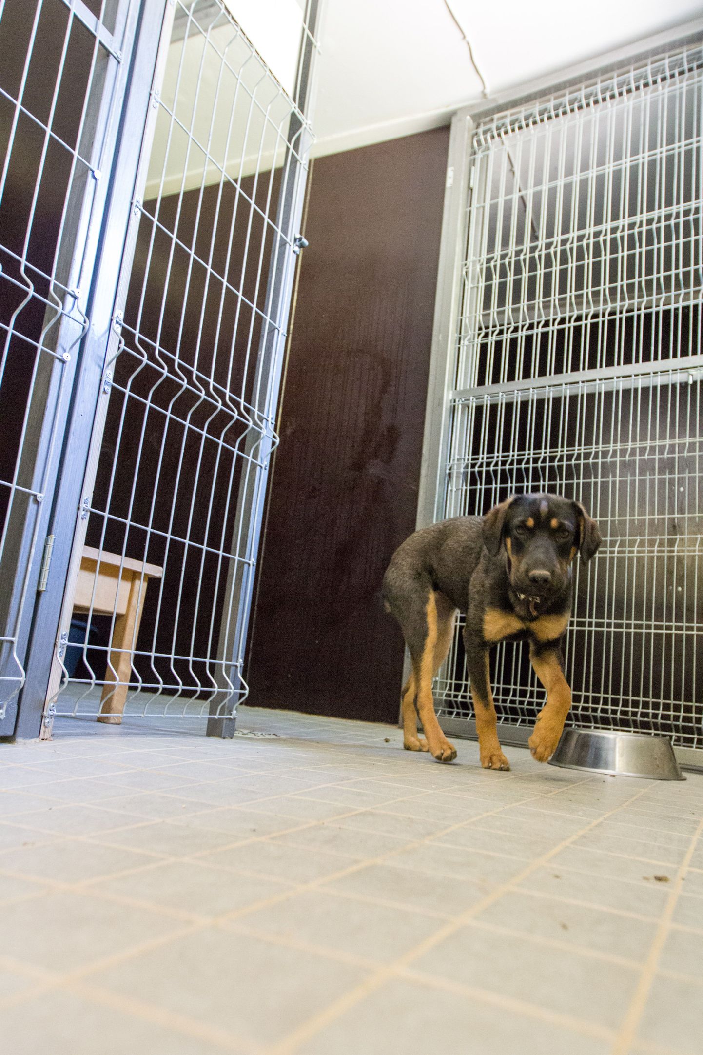 Varjupaigas kodu ootav kutsikas Nublu poseeris koertemajas, kus on pärast ehituse lõppu peavarju saanud seitse koera.