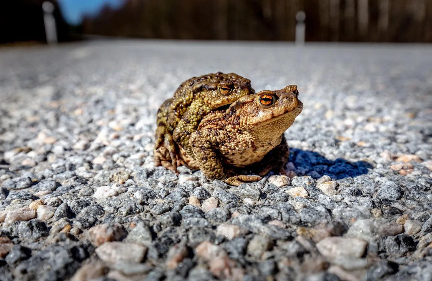 Tamsalu ja Porkuni kandis aidati teelt ära hulk konni.