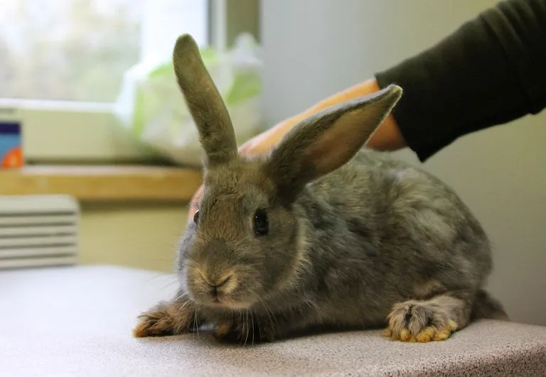 Bunny