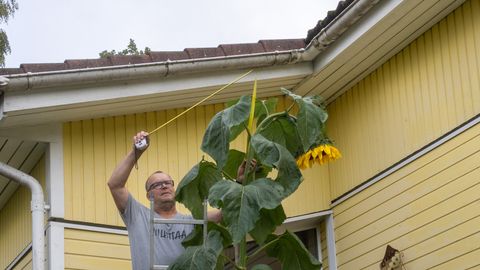 Päevalill viskas vingerpussi ja kasvas kõrgemaks kui neli meetrit