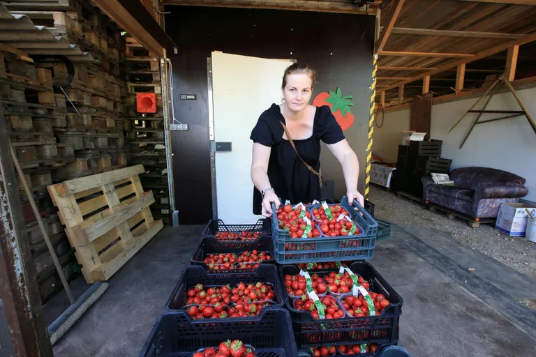 Laari talu perenaine Kadri Nebokat maasikaid oma külmhoonesse lükkamas.