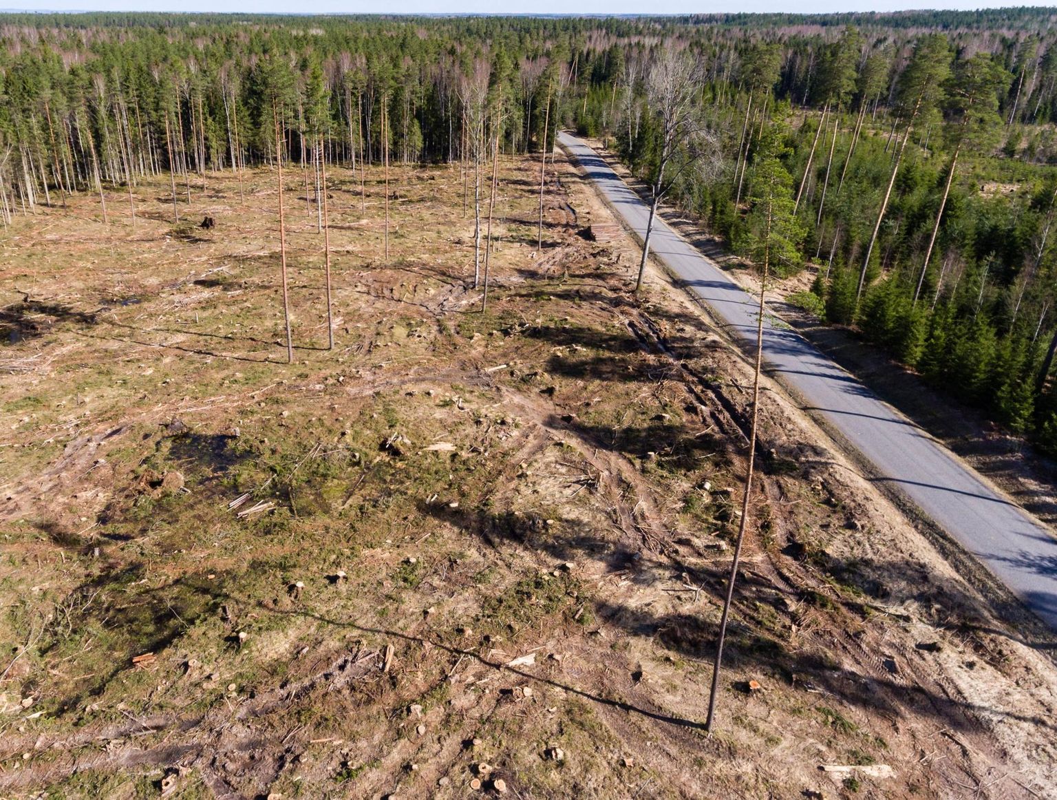 Statistilise metsainventuuri järgi kasvab mets kiiremini, kui looduslikult võimalik on. 