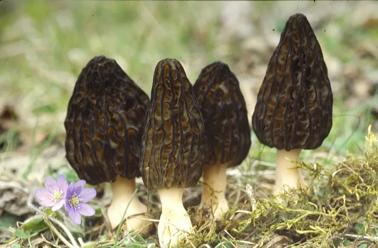 Kevadseen: kuhikmürkel.