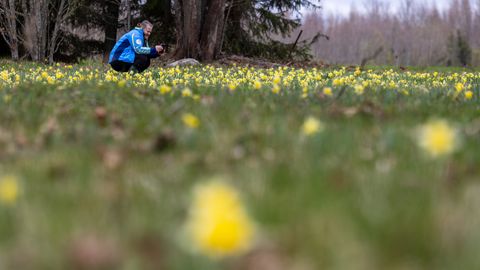 PILDID ⟩ Peipsiääre vallas puhkesid õitsele Baltimaades ainulaadsed lilled