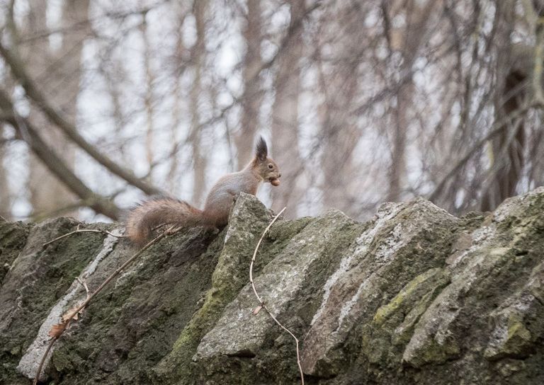 Eesti metsailmelised surnuaiad on heaks varjupaigaks pisiloomadele. Siselinna kalmistul silmasime oravaid. Foto: Mihkel Maripuu