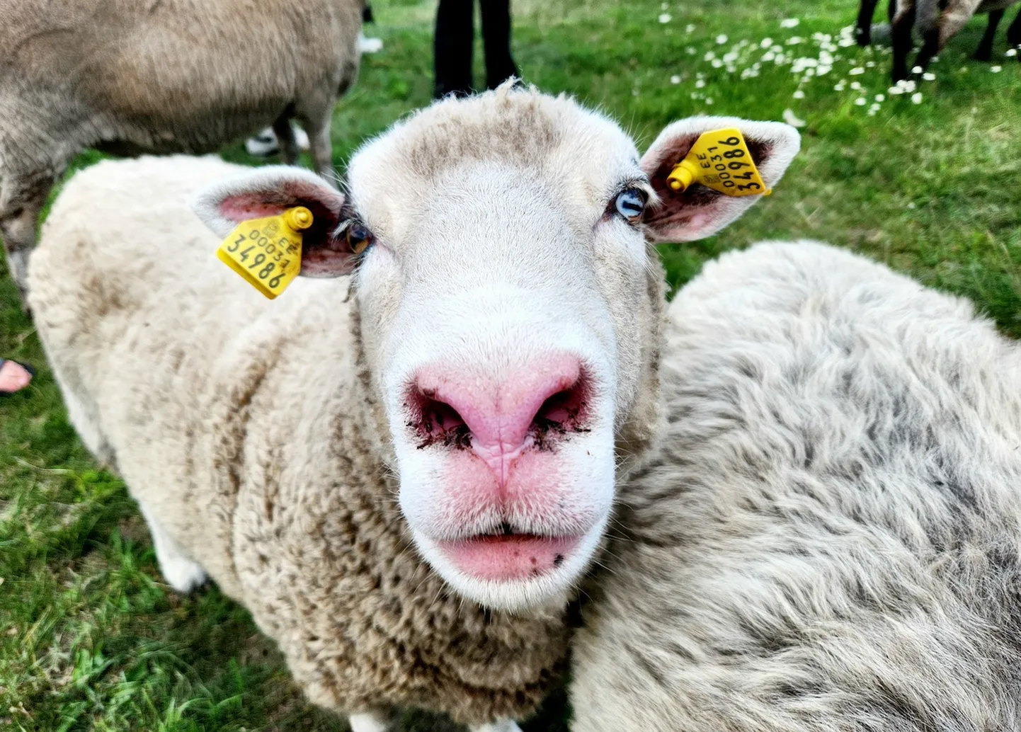 Veskimäe talu lammas Sonja.