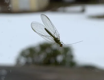 Kiilassilm välimisel aknaklaasil