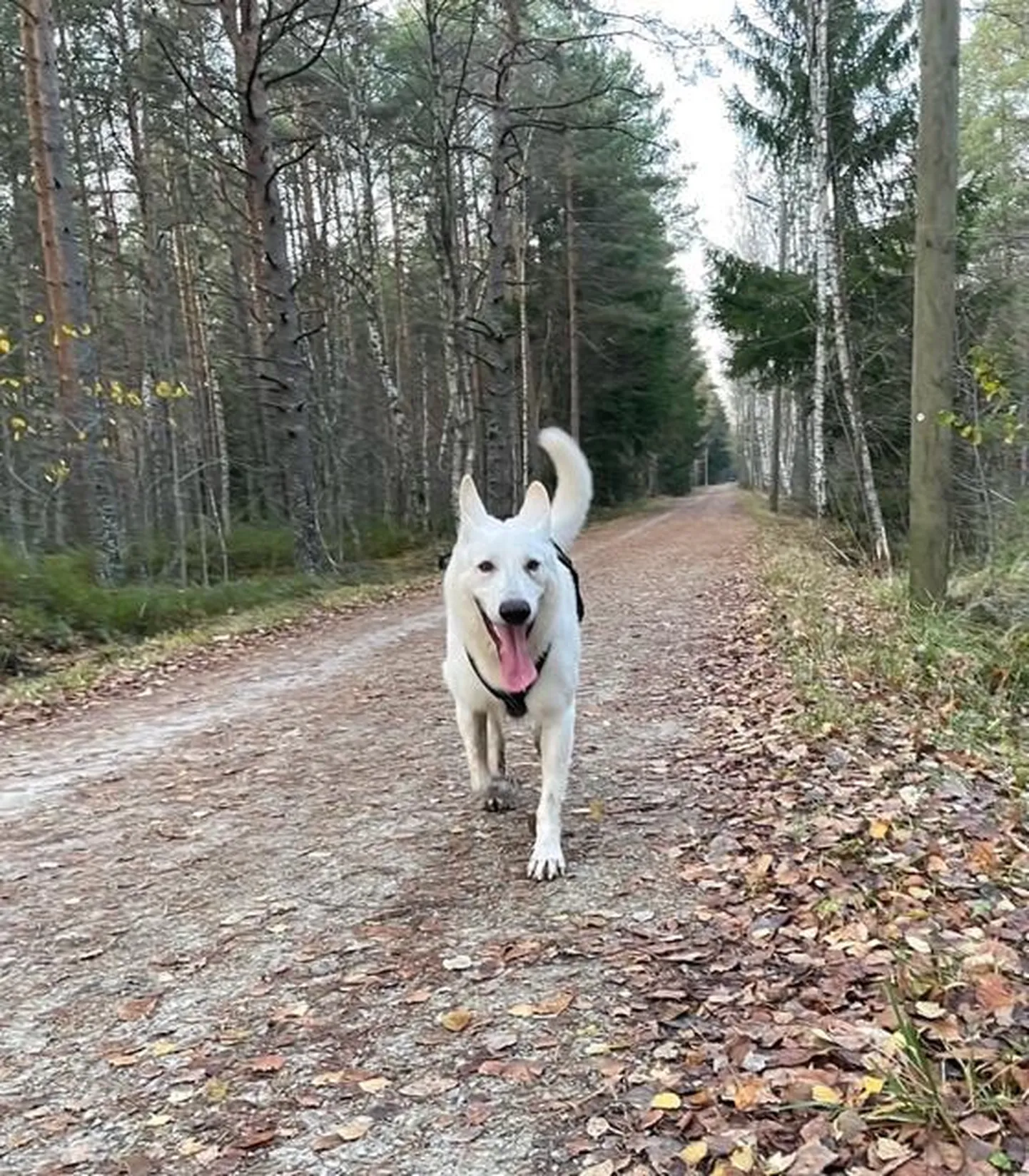 Lahtiselt jooksvad koerad ei kujuta endast tingimata probleemi. Samas võivad nad ettearvamatult käituda.