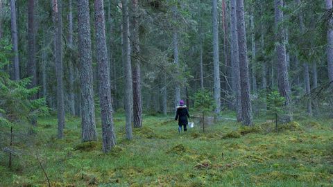 Päästjate abi vajasid seeneline, surfar ja liiklejad