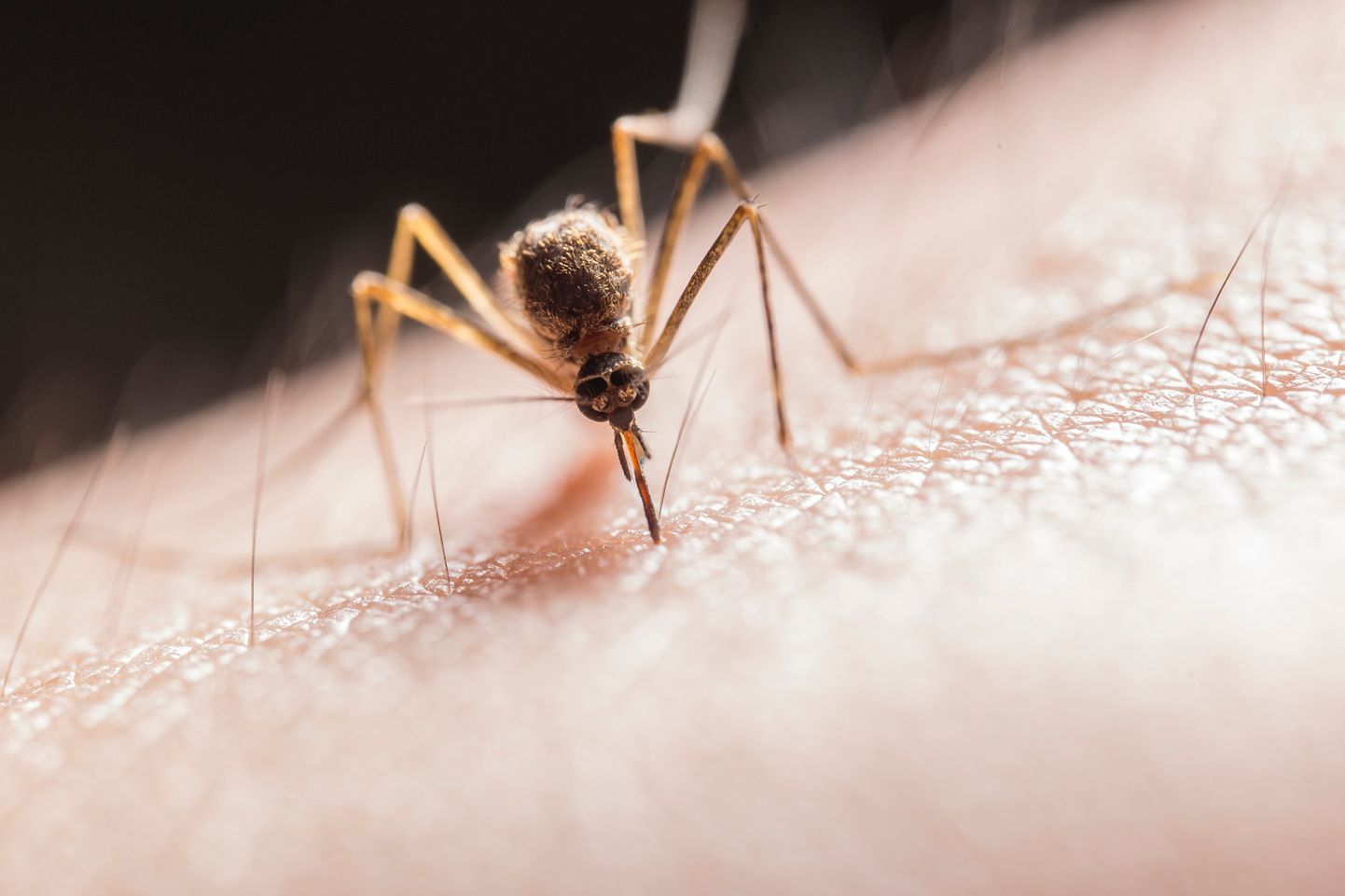 Malaaria on üks levinumaid nakkushaigusi maailmas – igal aastal haigestub malaariasse 300–500 miljonit inimest. Aastas sureb malaariasse 1,5–2,5 miljonit inimest