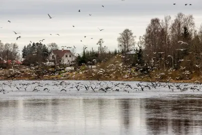 Tuhanded kormoranid lasevad Tindisaarte juures pidusöögil hea maitsta.