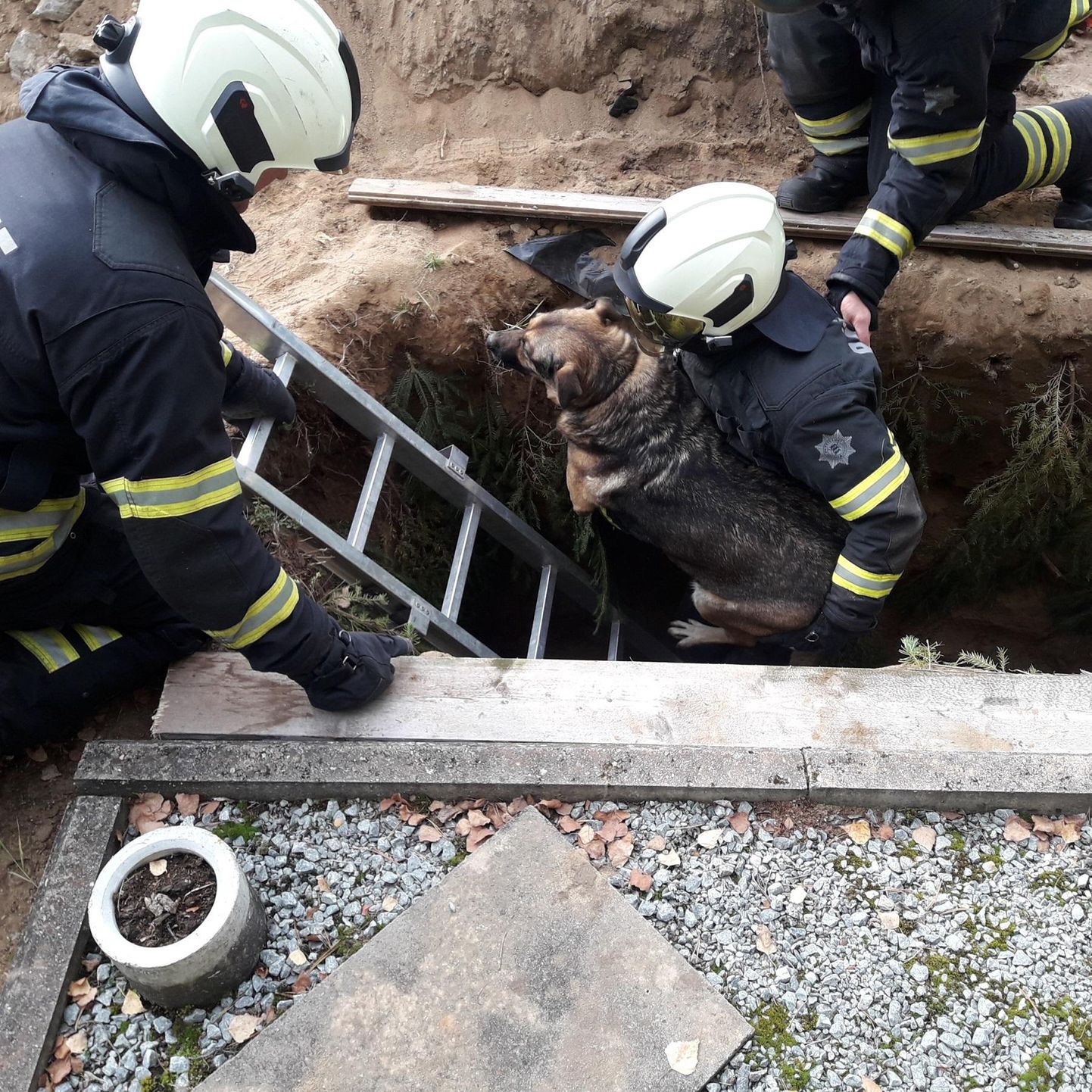 Täbarasse olukorda sattunud koeri tuleb päästjatel ikka vahel august välja aidata. Foto on illustratiivne.