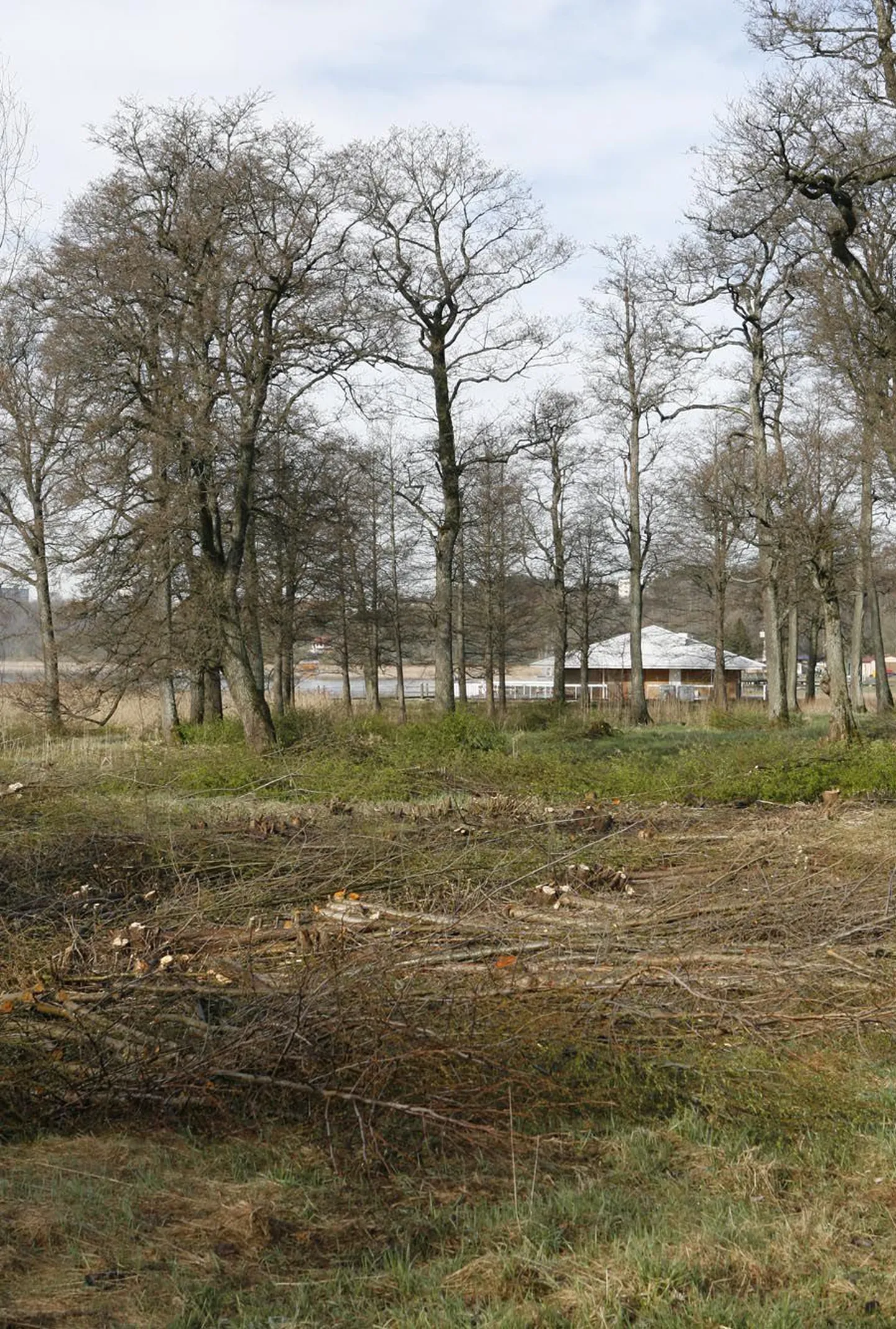 Artikli foto