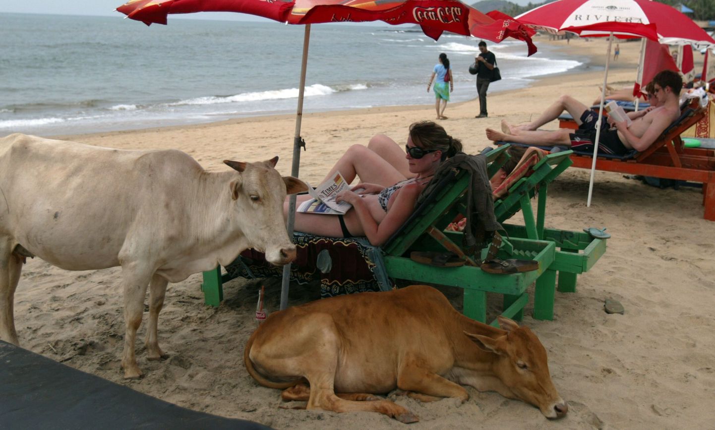 Turistid koos lehmadega Goas Anjuna rannas.