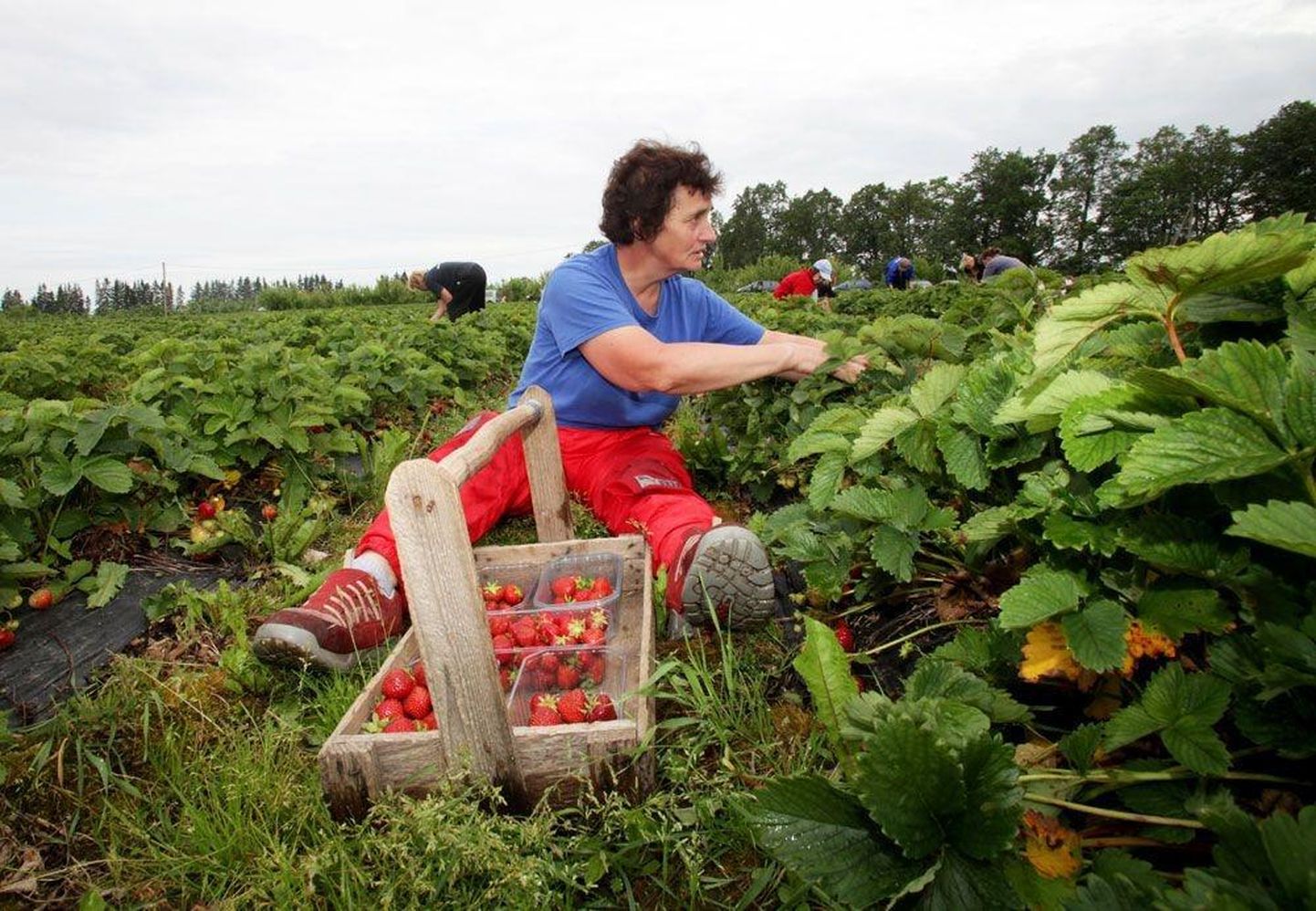 Teiste ametite hulgas otsitakse Pärnumaale maasikakorjajat.