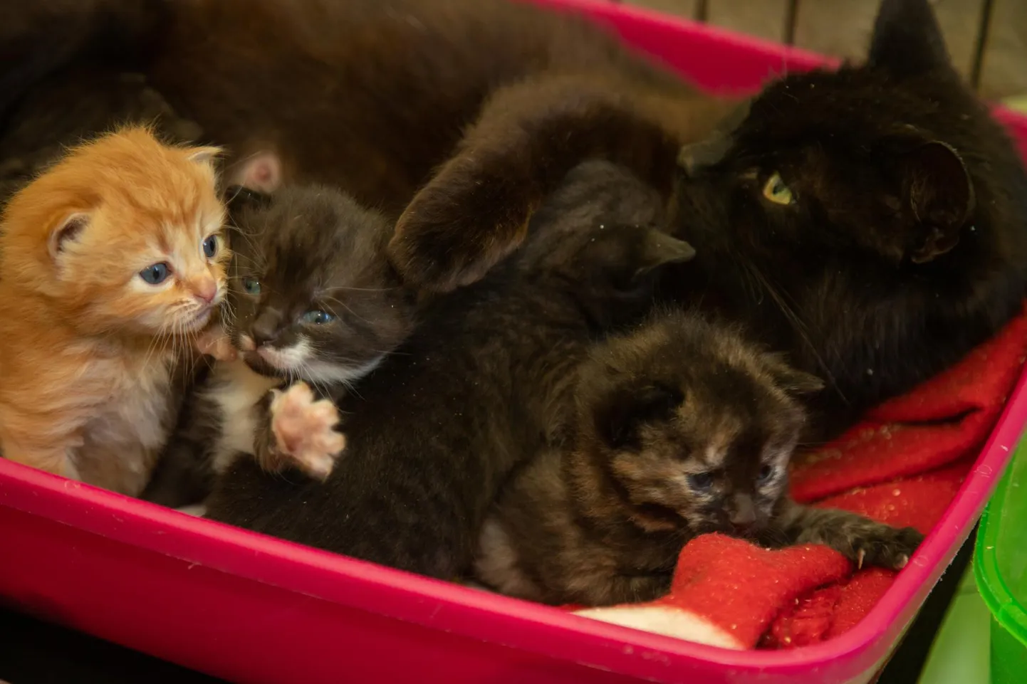 Esimesed kassipojad on juba varjupaika jõudnud. Selle pesakonna viiest kolm on kassiema enda lapsed ning kahele on ta asendusema.