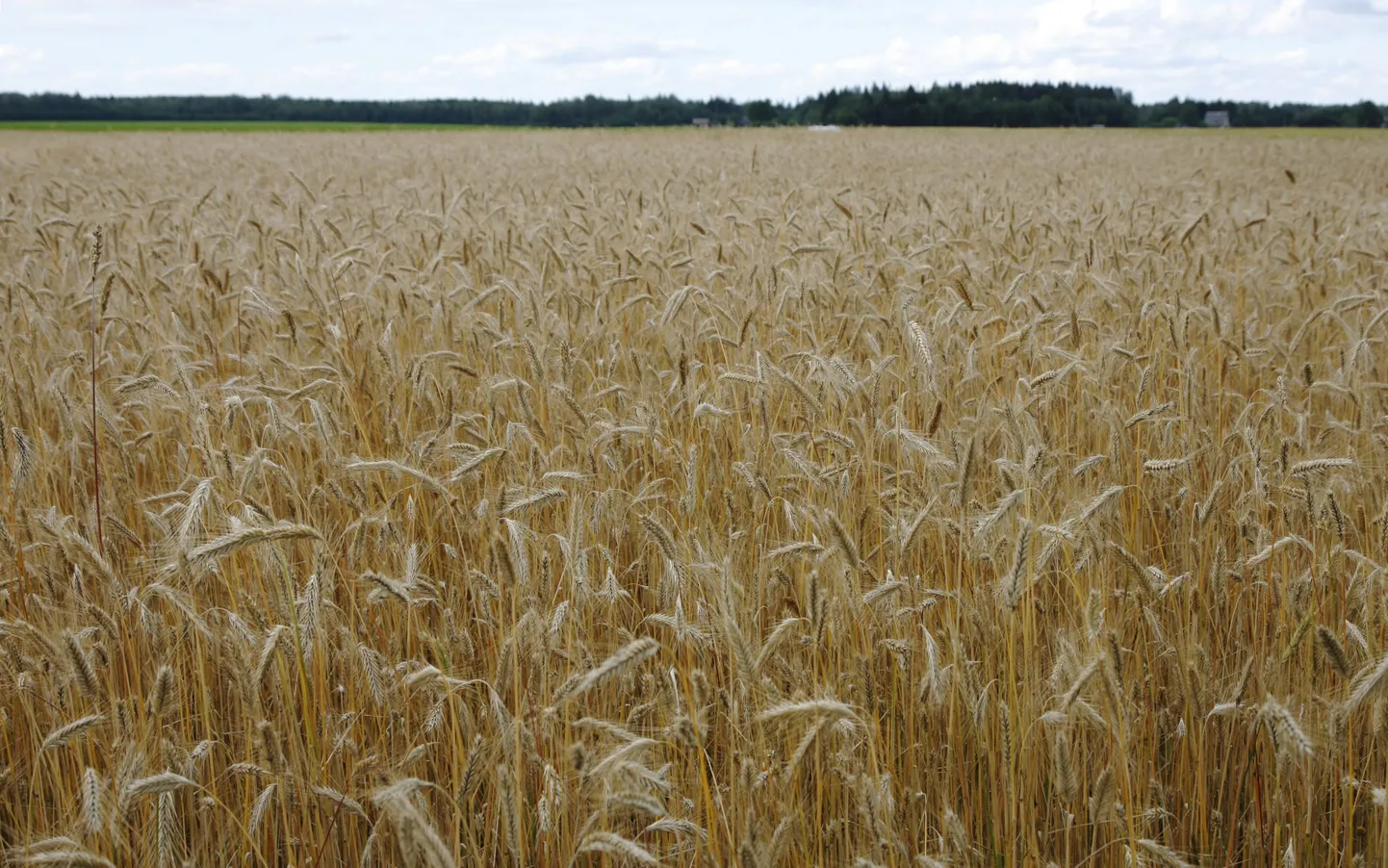 Rukkipõld. Illustreeriv foto.
