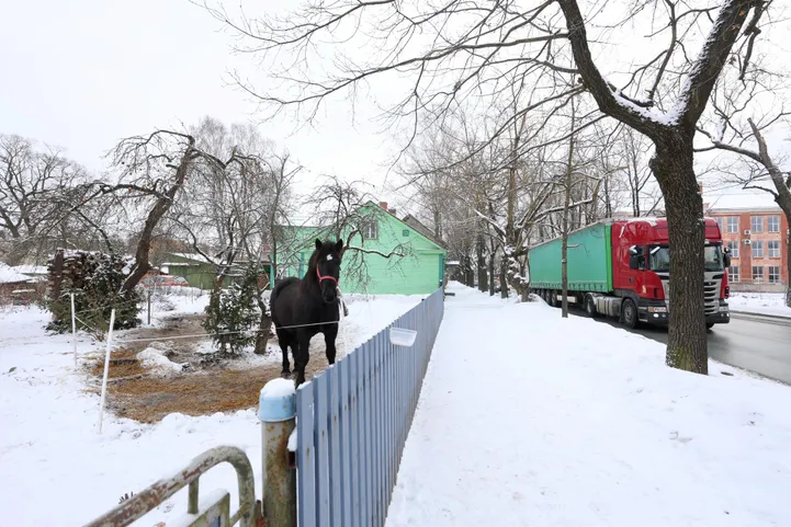 ELU ISE Linlaste lemmikloomade hulka kuuluvad ka hobune, kanad, tuhkrud ...