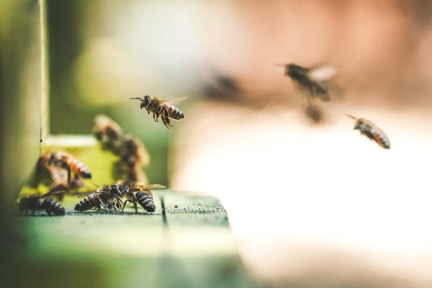 Bites