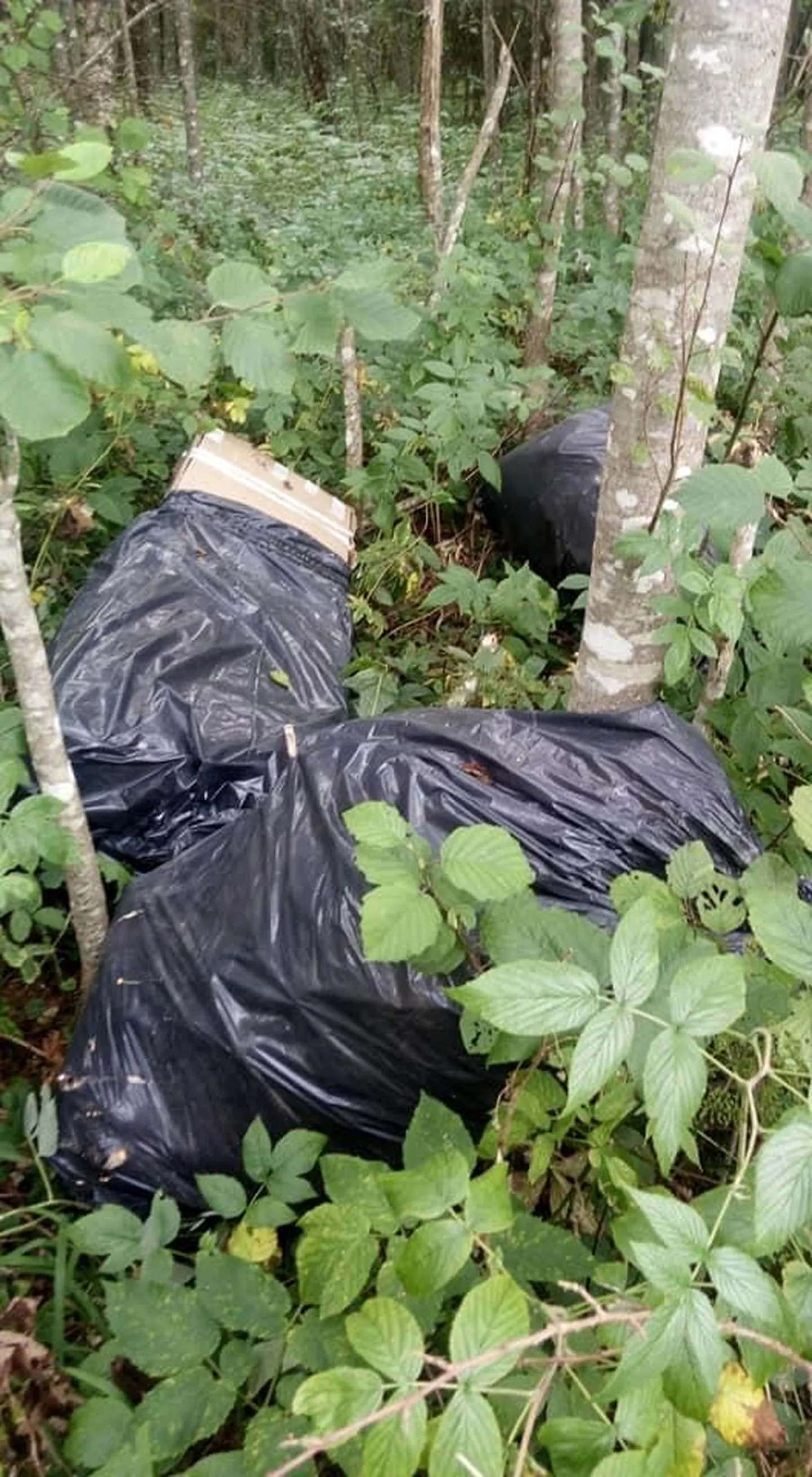 Seeneline leidis metsast hulga võõrast prügi.