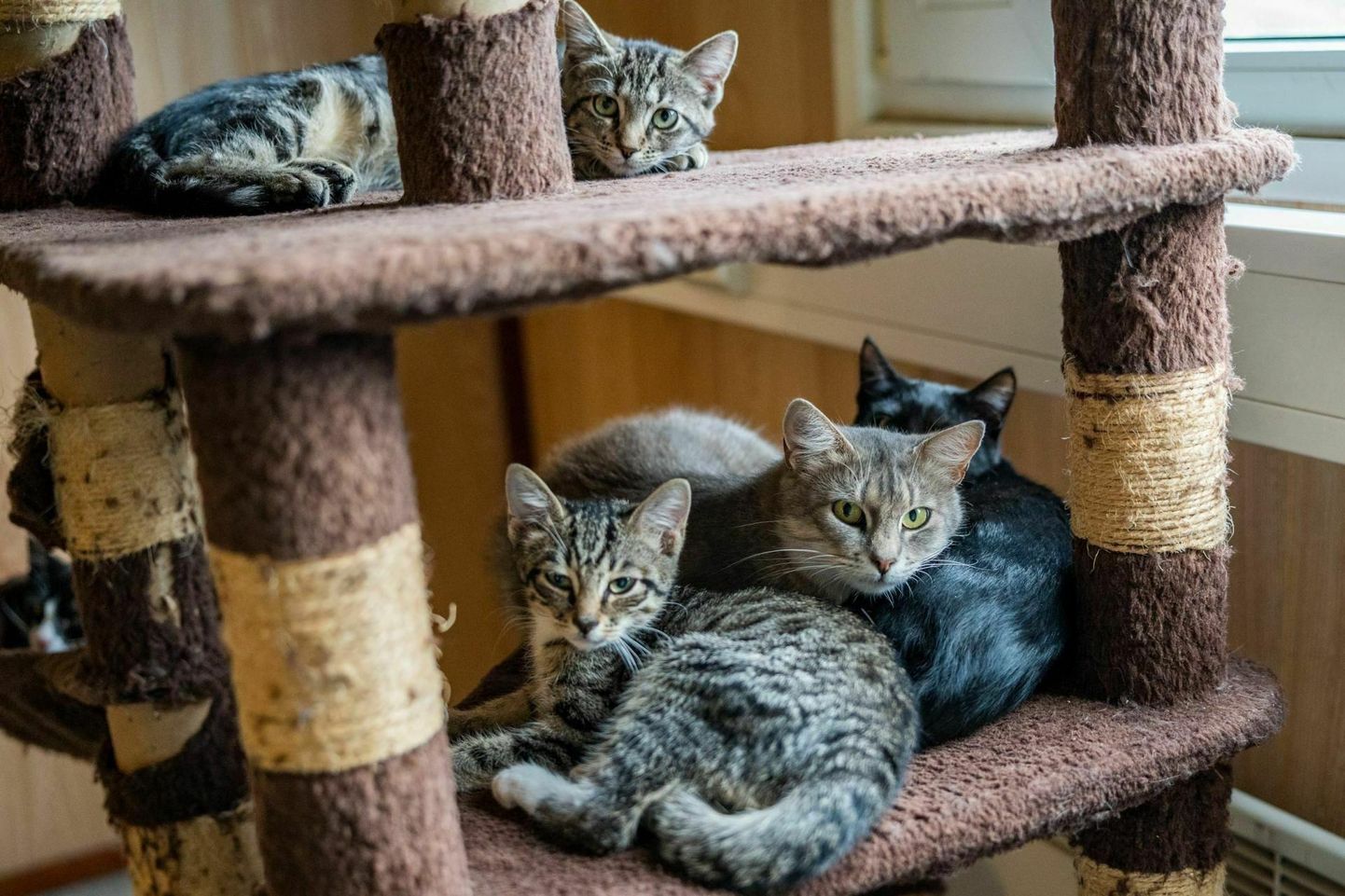 Pärnu loomade varjupaigas uut kodu ootavad kassid ei mahu sinna enam varsti ära.