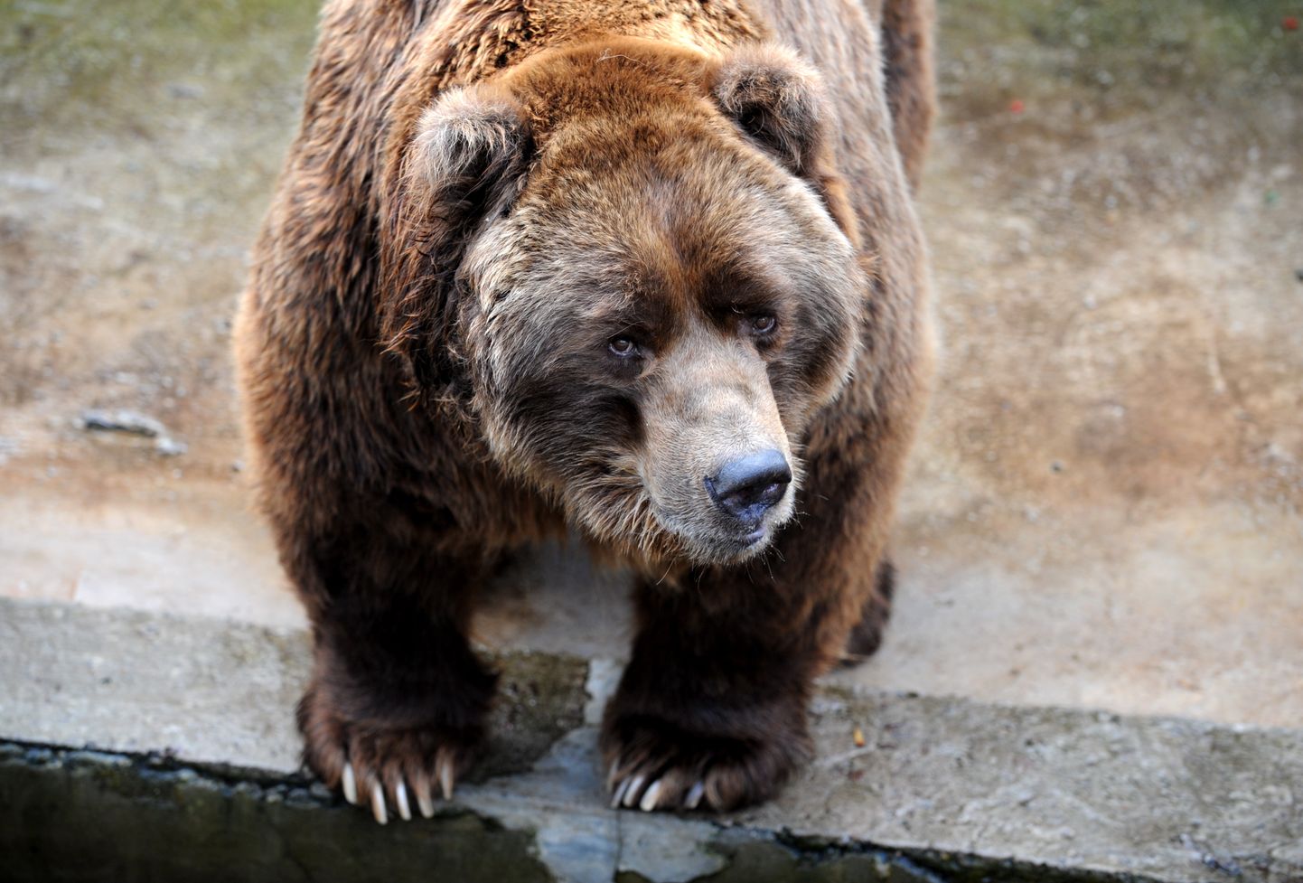 Бурый медведь в Рижском зоопарке. Иллюстративное фото