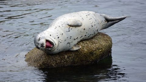 Фото: в Финском заливе массово гибнут тюлени